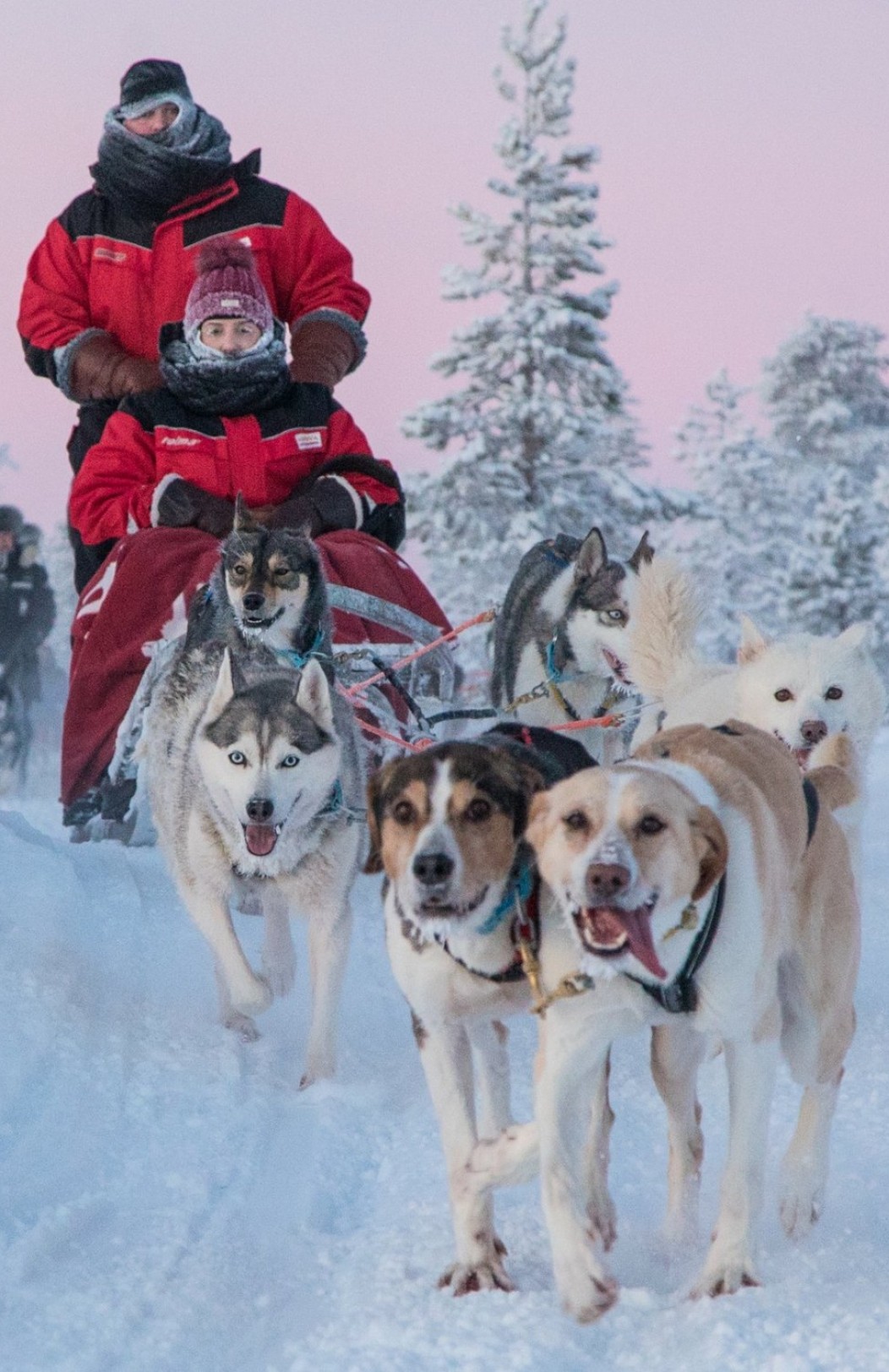 Snowmobile & Dog Sledding Adventure